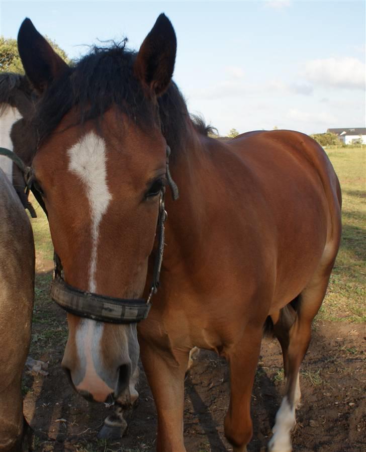 New Forest Rødtjørns Magera - solgt  billede 6