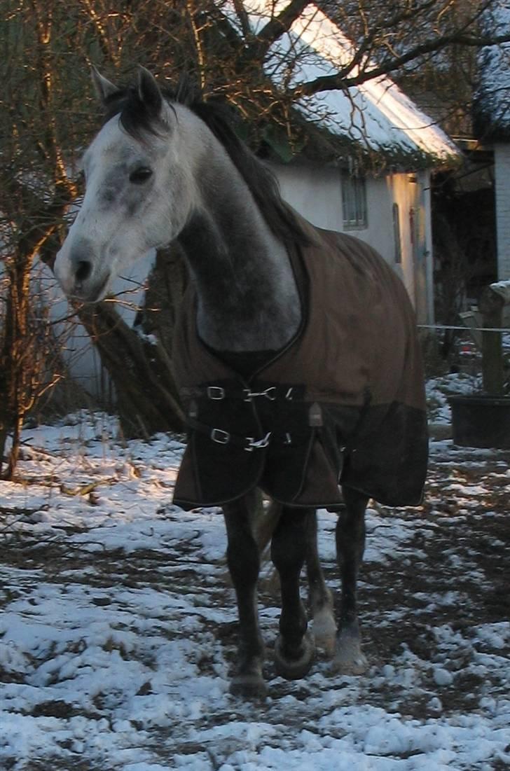 Arabisk fuldblod (OX) Bravo - drengen i sneén 09 (;  billede 11