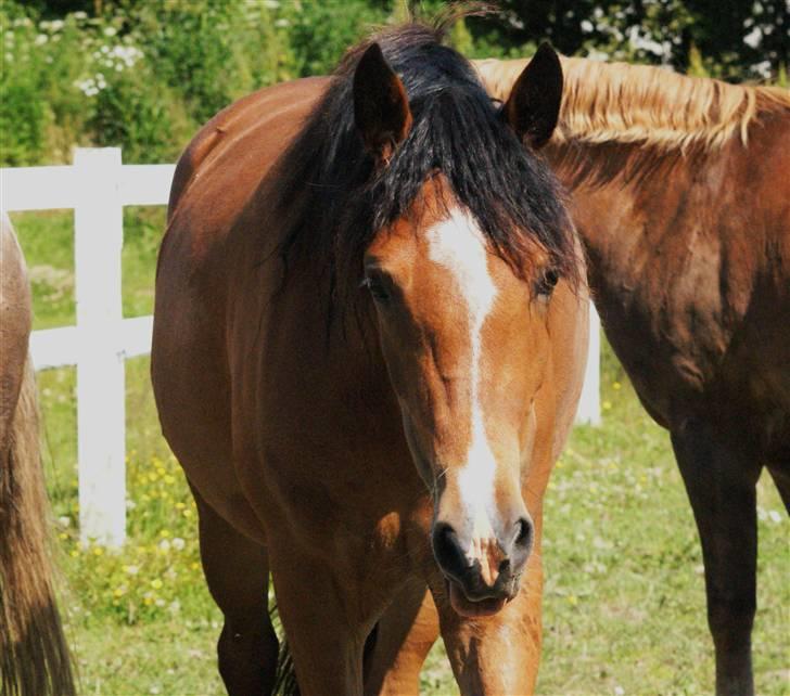 New Forest Rødtjørns Magera - solgt  billede 8