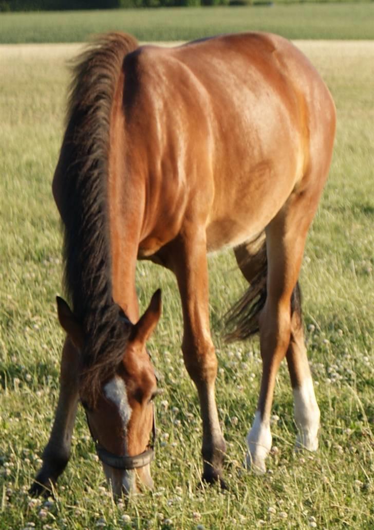 New Forest Rødtjørns Magera - solgt  billede 10