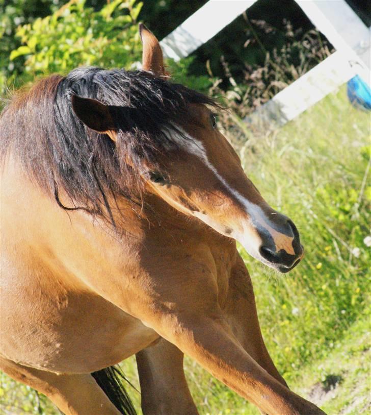 New Forest Rødtjørns Magera - solgt  billede 11