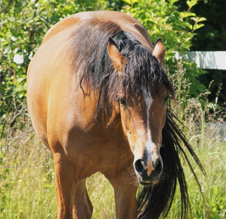 New Forest Rødtjørns Magera - solgt  billede 12