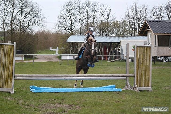 Welsh Pony af Cob-type (sec C) Møllebos Laval - På NVR billede 5