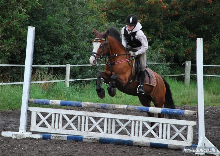 New Forest Lady-sky <3 -SOLGT- - Springtrænning på vores udendørs springbane :b billede 7