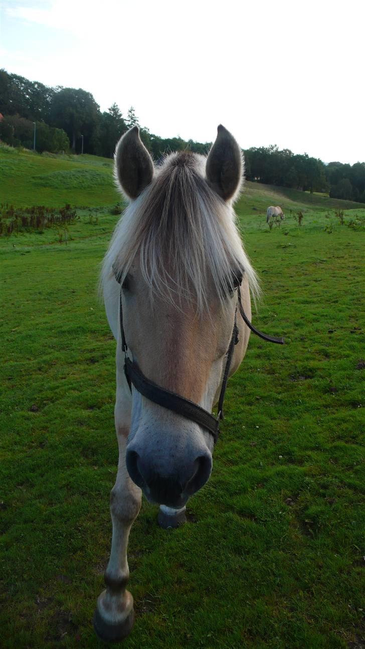 Fjordhest Nicolas Halsnæs. - .. Nicolas ! (:  billede 6