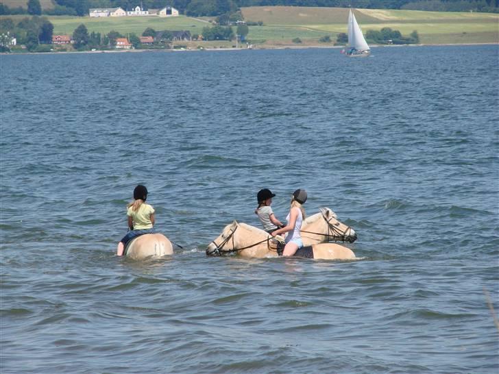 Fjordhest Nicolas Halsnæs. - svømme svømme!! ,) billede 7