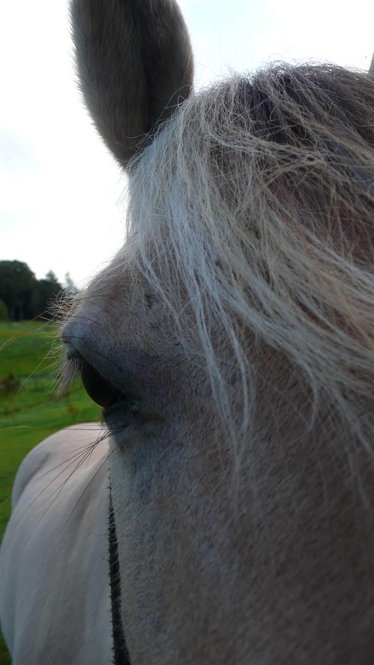 Fjordhest Nicolas Halsnæs. - . Hvor han fin !(:  billede 8