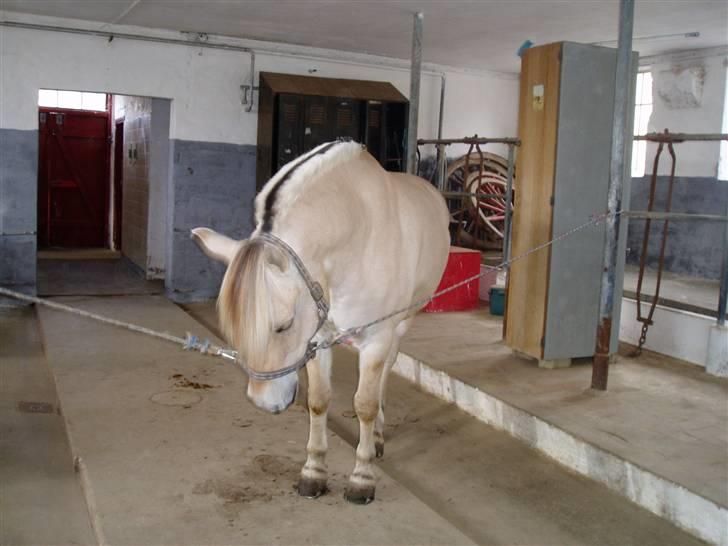 Fjordhest Nicolas Halsnæs. - goddag :) billede 9