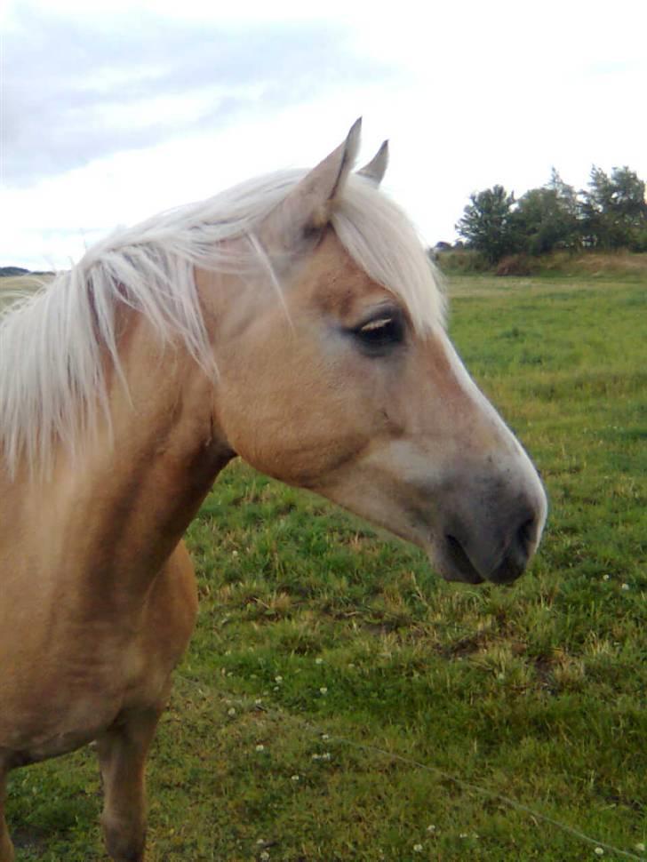 Haflinger Deserée  - Den fine hoppe. Taget på mobil. billede 15
