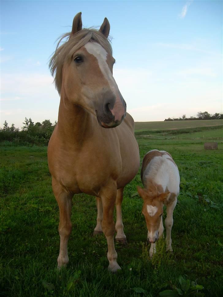 Haflinger Deserée  - D. 8. september 2009.  billede 16