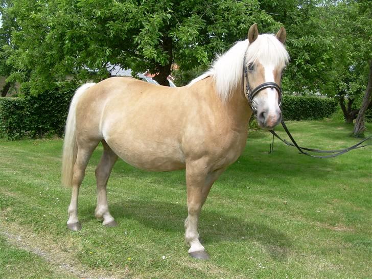 Haflinger Deserée  - D. 7. juni 2009. Flotte pige. billede 17