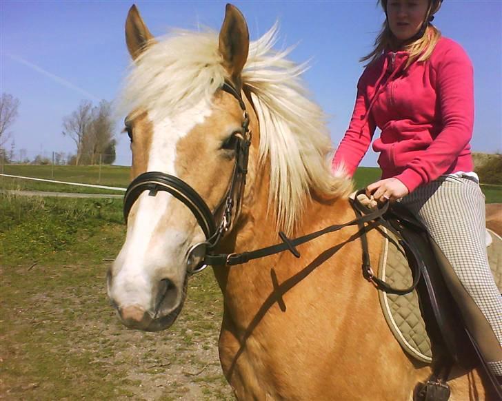 Haflinger Deserée  - Maj 2009 - Anne Sofie på Desereé billede 19