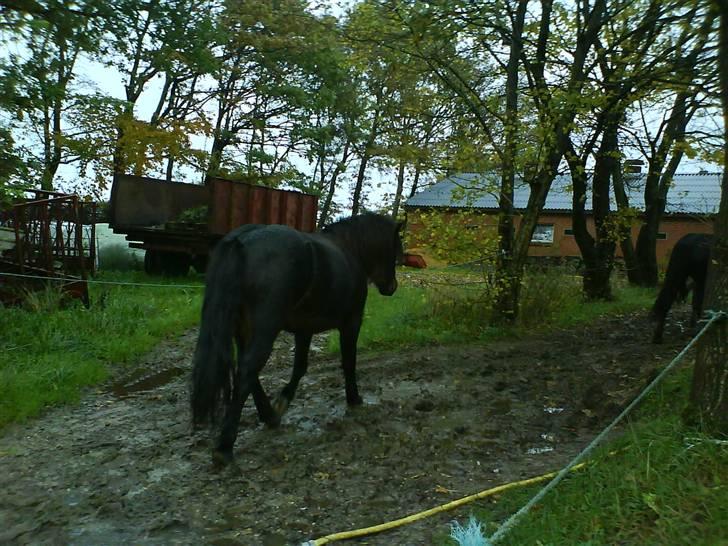 Islænder Sindri f Rynkeby(ridesk.) - dejlig våd hest på vej ind fra marken :) billede 16