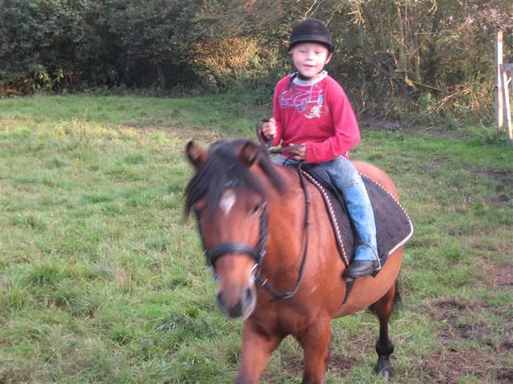 Anden særlig race Pluto  billede 16