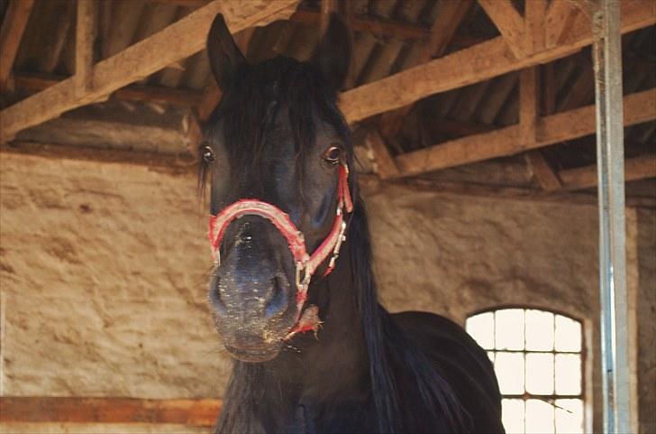 Welsh Cob (sec D) Dynamite Survivor(Buster) billede 2