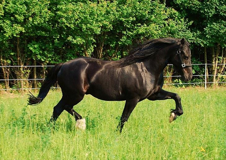Welsh Cob (sec D) Dynamite Survivor(Buster) billede 3