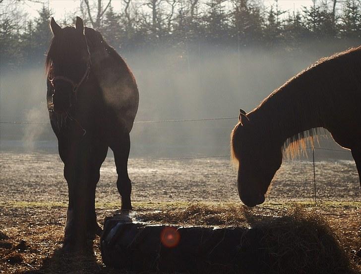 Welsh Cob (sec D) Dynamite Survivor(Buster) billede 4