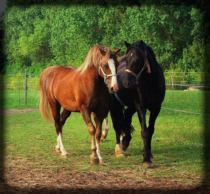 Welsh Cob (sec D) Dynamite Survivor(Buster) billede 5