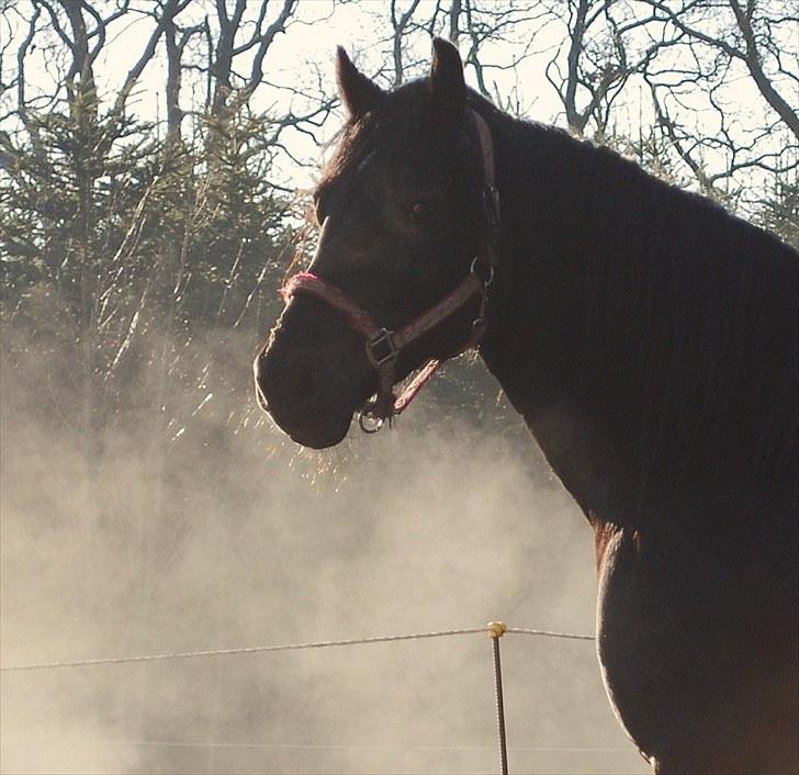 Welsh Cob (sec D) Dynamite Survivor(Buster) billede 6