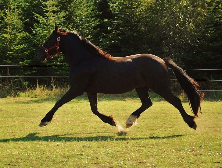 Welsh Cob (sec D) Dynamite Survivor(Buster) billede 8