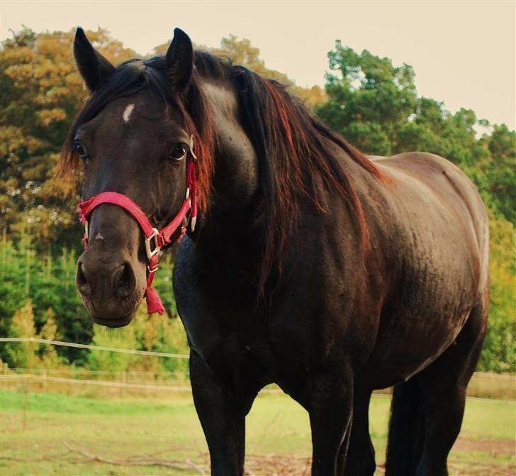Welsh Cob (sec D) Dynamite Survivor(Buster) billede 9