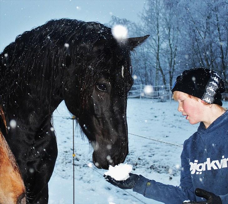 Welsh Cob (sec D) Dynamite Survivor(Buster) - Buster og min søn, Frederik billede 10