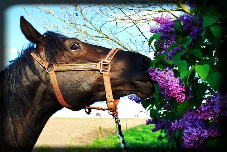 Welsh Cob (sec D) Dynamite Survivor(Buster) billede 11