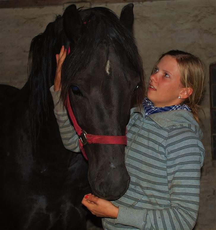 Welsh Cob (sec D) Dynamite Survivor(Buster) - Buster og min datter, Anna-Sophie billede 12