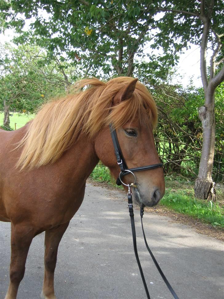 Islænder Óvera frá Saudanesi solgt billede 4