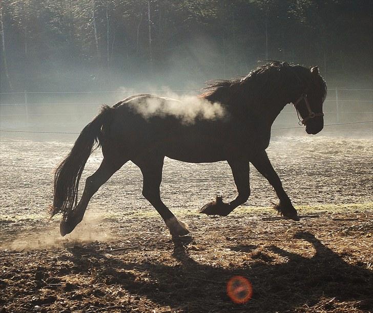 Welsh Cob (sec D) Dynamite Survivor(Buster) billede 14