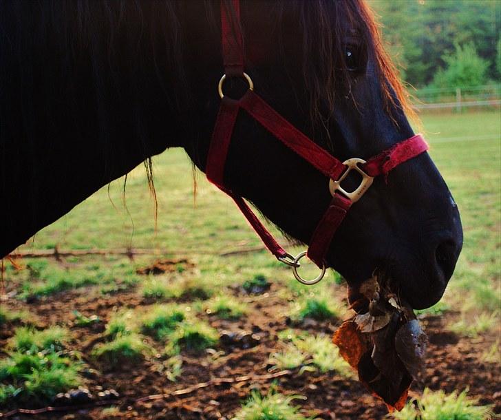 Welsh Cob (sec D) Dynamite Survivor(Buster) billede 16