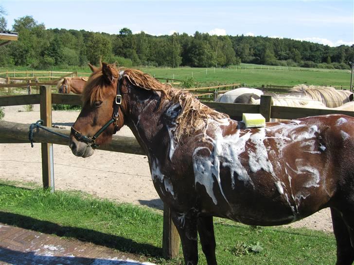 Islænder Óvera frá Saudanesi solgt billede 5