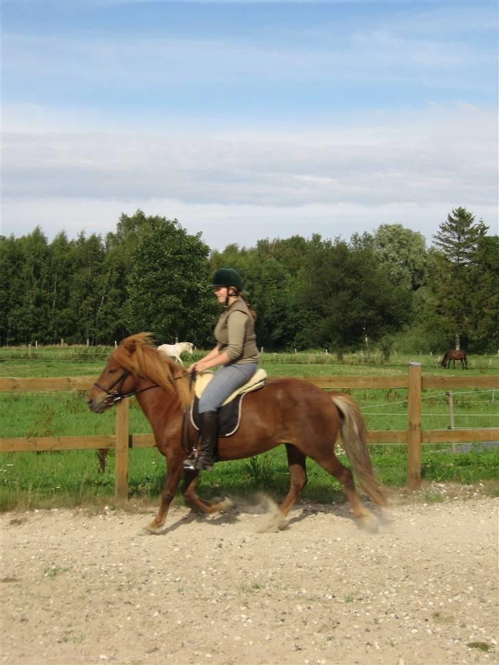 Islænder Óvera frá Saudanesi solgt billede 7