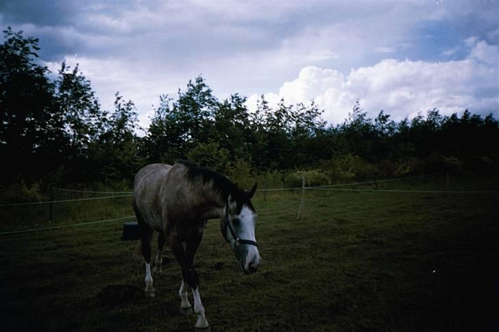 Hollandsk Varmblod Tyrone billede 6