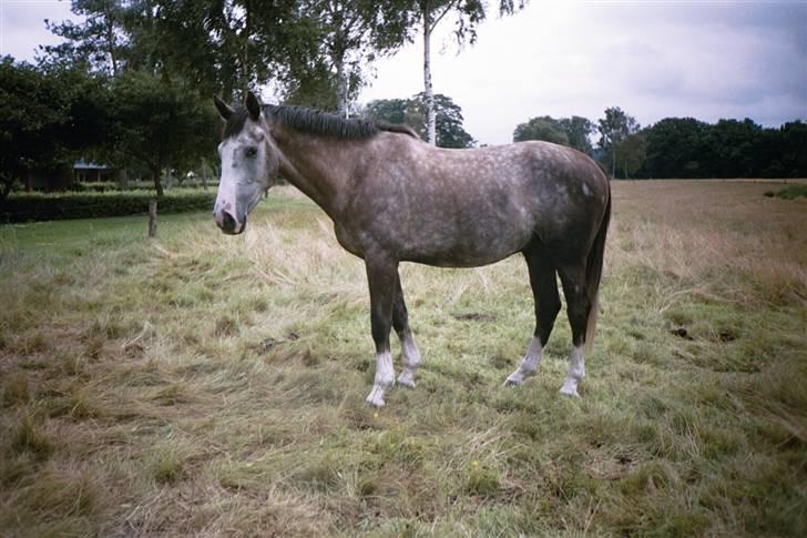 Hollandsk Varmblod Tyrone billede 8