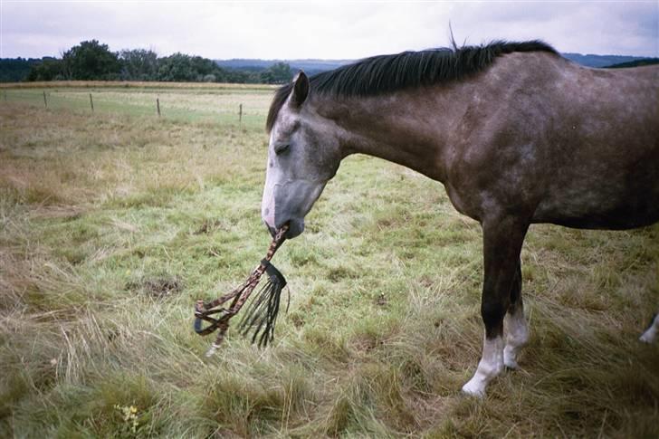Hollandsk Varmblod Tyrone billede 10