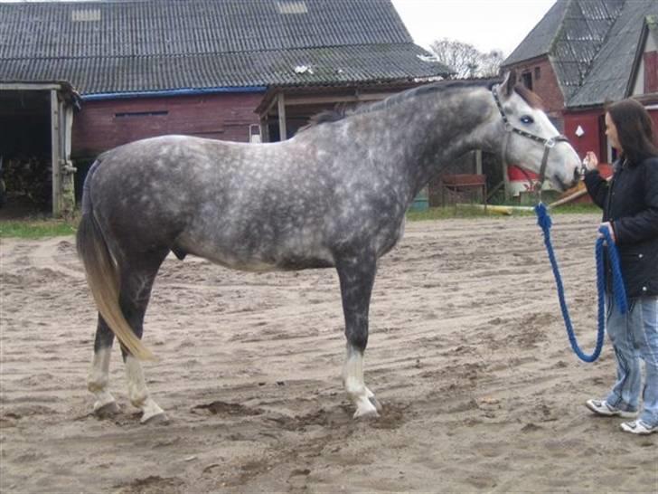 Hollandsk Varmblod Tyrone billede 12