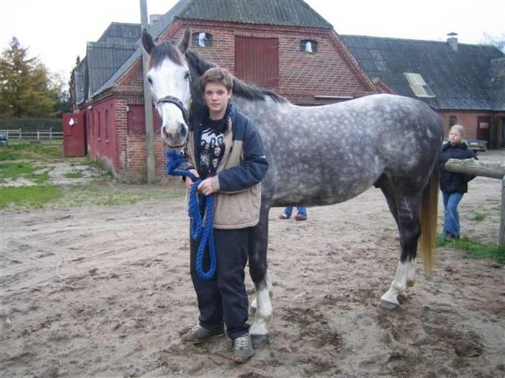 Hollandsk Varmblod Tyrone billede 13