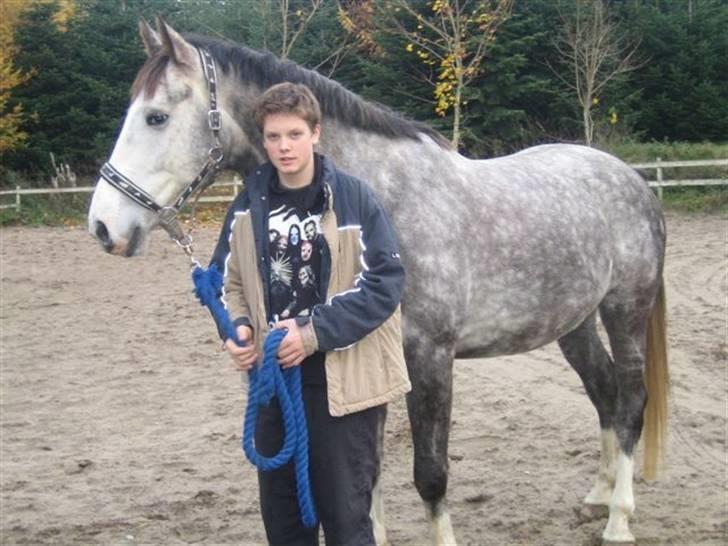 Hollandsk Varmblod Tyrone billede 14
