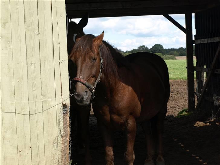 Anden særlig race Saigon *Solgt* - Saigon  billede 2