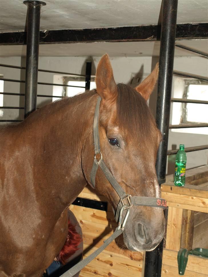 Anden særlig race Saigon *Solgt* - Saigons hoved billede 3