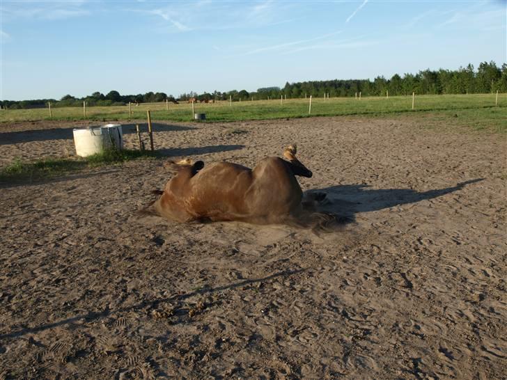 Anden særlig race Saigon *Solgt* - Rulle tur på marken billede 8