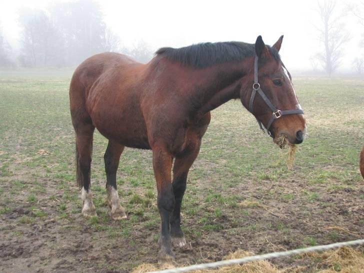 Anden særlig race Lazeo R.I.P - Lasse 10min efter ankomst til sjælland, efter en lang tur i lastbilen. Sådan så han ud, er han ikke blevet fin? billede 9
