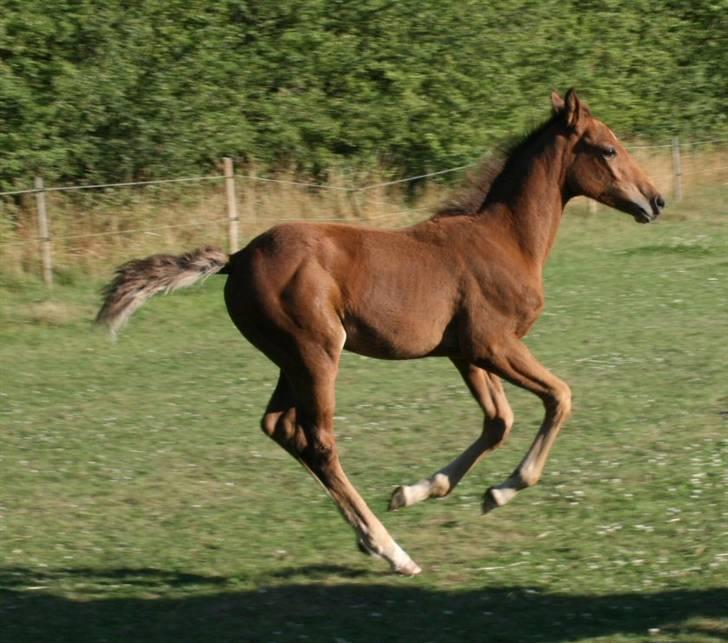 Dansk Varmblod Vida Linda - Sommer 2008 billede 18