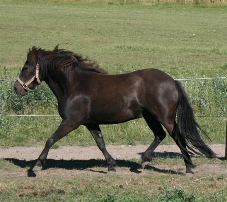 Shetlænder Møllegårdens Jedi billede 16