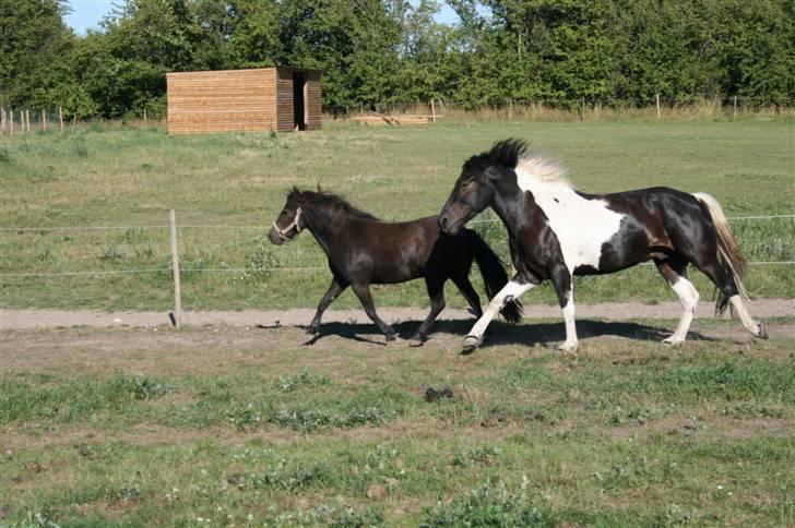 Shetlænder Møllegårdens Jedi - Jedi med hendes bedste ven Tarzan (ikke min hest) billede 17