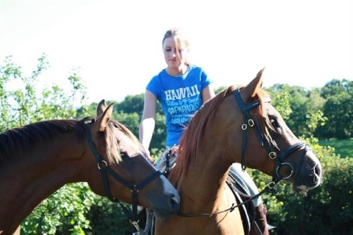 Arabisk fuldblod (OX) Shah Siimzek billede 14