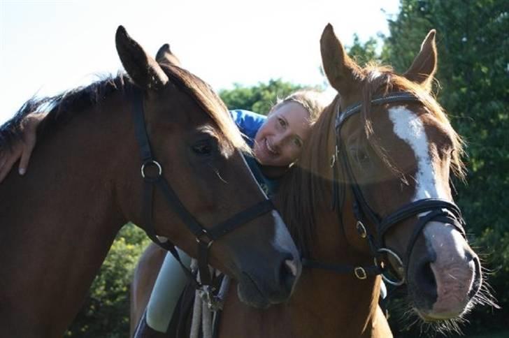 Arabisk fuldblod (OX) Shah Siimzek billede 15