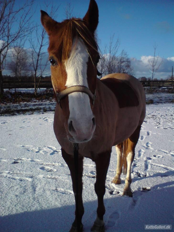 Anden særlig race Another Dancer tidr part  - Velkommen til Dancers profil <3 Du er savnet ! :( Min gamle part billede 1