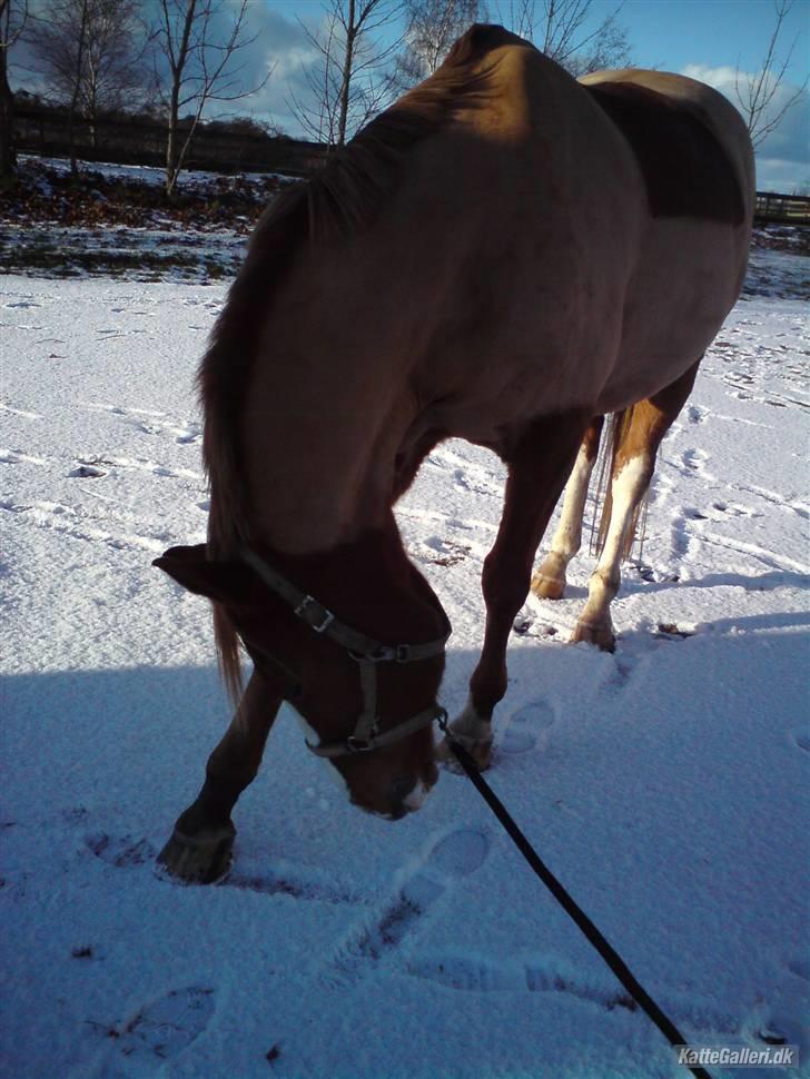 Anden særlig race Another Dancer tidr part  - vinter 08 billede 4